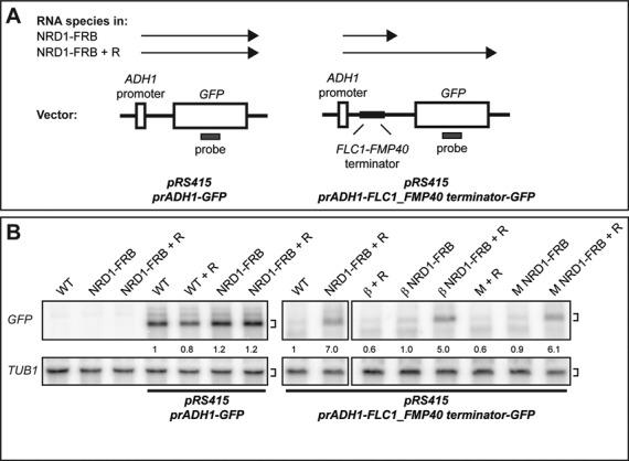 https://cdn.ncbi.nlm.nih.gov/pmc/blobs/cb6f/4288163/bdf5684f1313/gku1263fig5.jpg