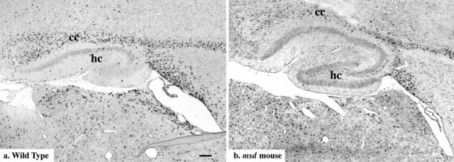 https://cdn.ncbi.nlm.nih.gov/pmc/blobs/cb75/2141744/cccbea18350f/JCB12526.f4.jpg