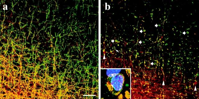 https://cdn.ncbi.nlm.nih.gov/pmc/blobs/cb75/2141744/e00ccf30914d/JCB12526.f6.jpg