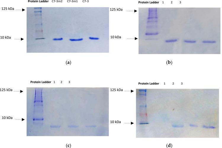 https://cdn.ncbi.nlm.nih.gov/pmc/blobs/cb77/10804975/9cee782430ef/IJN-19-609-g0005.jpg