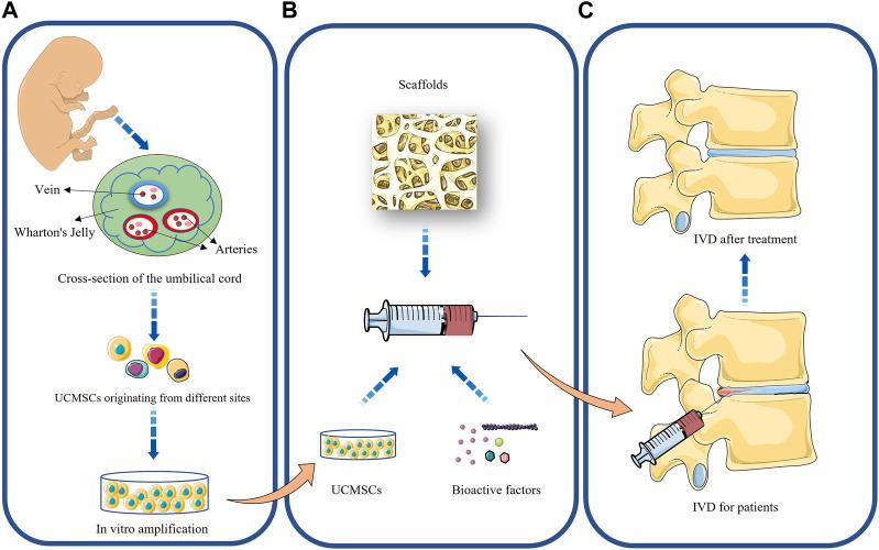 https://cdn.ncbi.nlm.nih.gov/pmc/blobs/cb7a/10439242/66acaa40d709/fcell-11-1215698-g001.jpg
