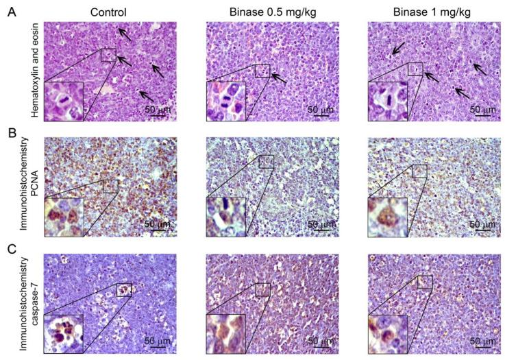 https://cdn.ncbi.nlm.nih.gov/pmc/blobs/cb7a/7692507/742da9c558b5/biomolecules-10-01509-g004.jpg