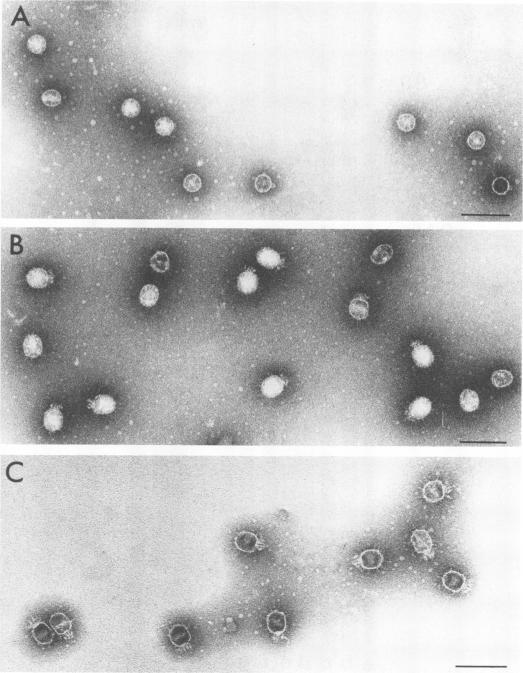 https://cdn.ncbi.nlm.nih.gov/pmc/blobs/cb7b/354888/0e1174f70001/jvirol00224-0229-a.jpg