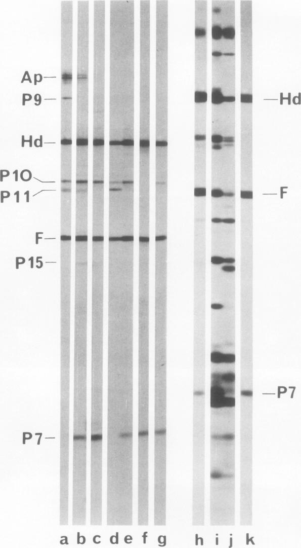 https://cdn.ncbi.nlm.nih.gov/pmc/blobs/cb7b/354888/ae4a37f5f036/jvirol00224-0230-a.jpg