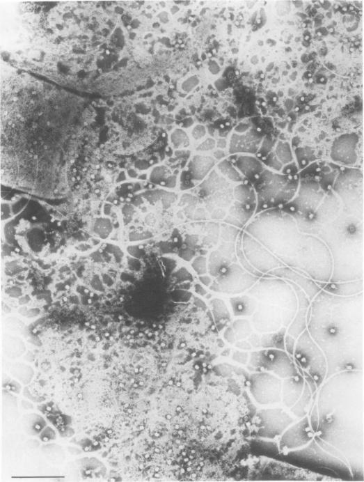 https://cdn.ncbi.nlm.nih.gov/pmc/blobs/cb7b/354888/b9a51dba43bc/jvirol00224-0234-a.jpg
