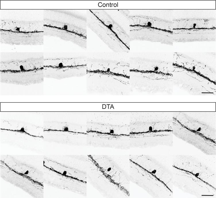 https://cdn.ncbi.nlm.nih.gov/pmc/blobs/cb7b/6221543/e12605cdd0bf/elife-39866-fig2-figsupp1.jpg