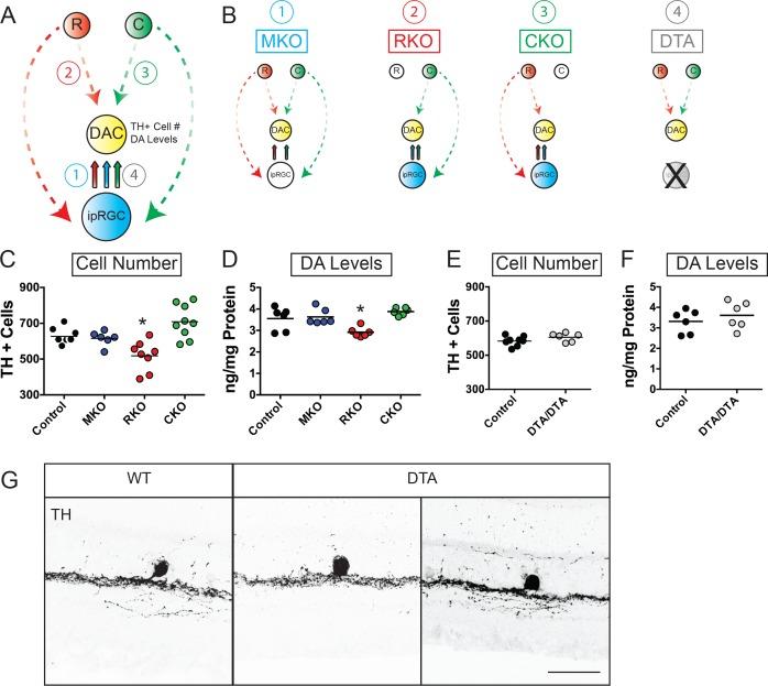 https://cdn.ncbi.nlm.nih.gov/pmc/blobs/cb7b/6221543/fef2cfcfdfd3/elife-39866-fig2.jpg