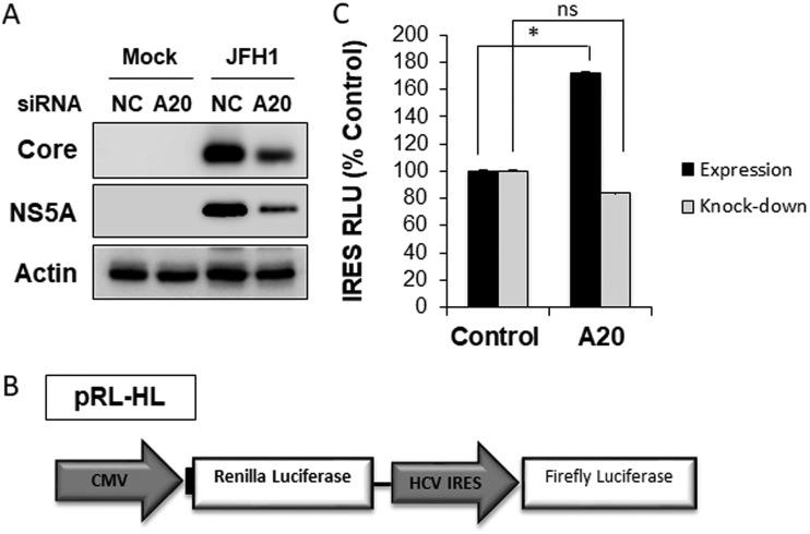https://cdn.ncbi.nlm.nih.gov/pmc/blobs/cb7c/6650561/a7ecb172781e/mBio.01660-19-f0007.jpg