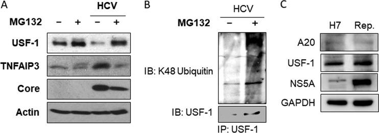 https://cdn.ncbi.nlm.nih.gov/pmc/blobs/cb7c/6650561/abe7e6bdc172/mBio.01660-19-f0004.jpg