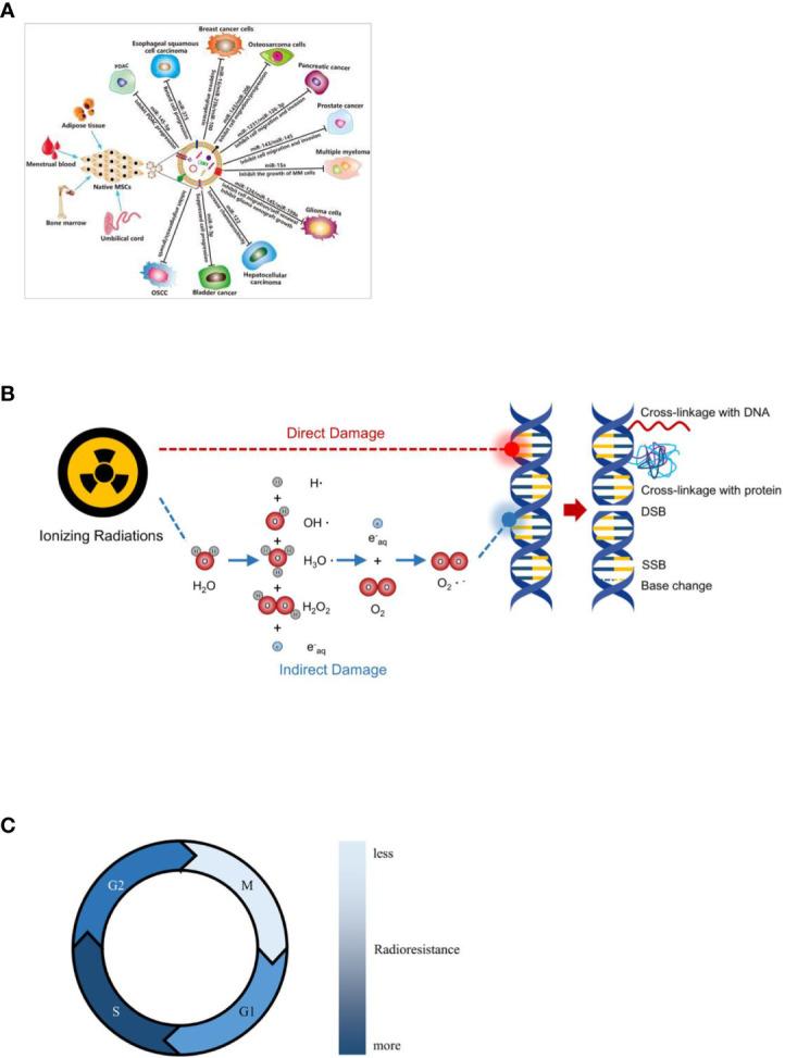 https://cdn.ncbi.nlm.nih.gov/pmc/blobs/cb7c/9977159/0f5f03a7b20a/fonc-13-1088878-g002.jpg