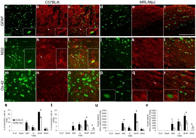 https://cdn.ncbi.nlm.nih.gov/pmc/blobs/cb7f/3278405/bed9e0457087/pone.0030904.g005.jpg