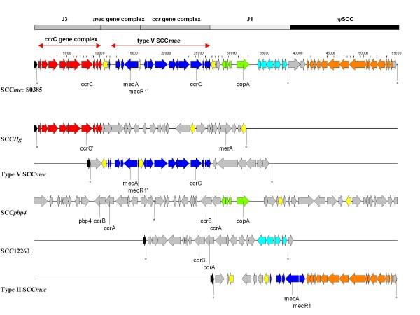 https://cdn.ncbi.nlm.nih.gov/pmc/blobs/cb80/2900268/d0caed328b4c/1471-2164-11-376-1.jpg