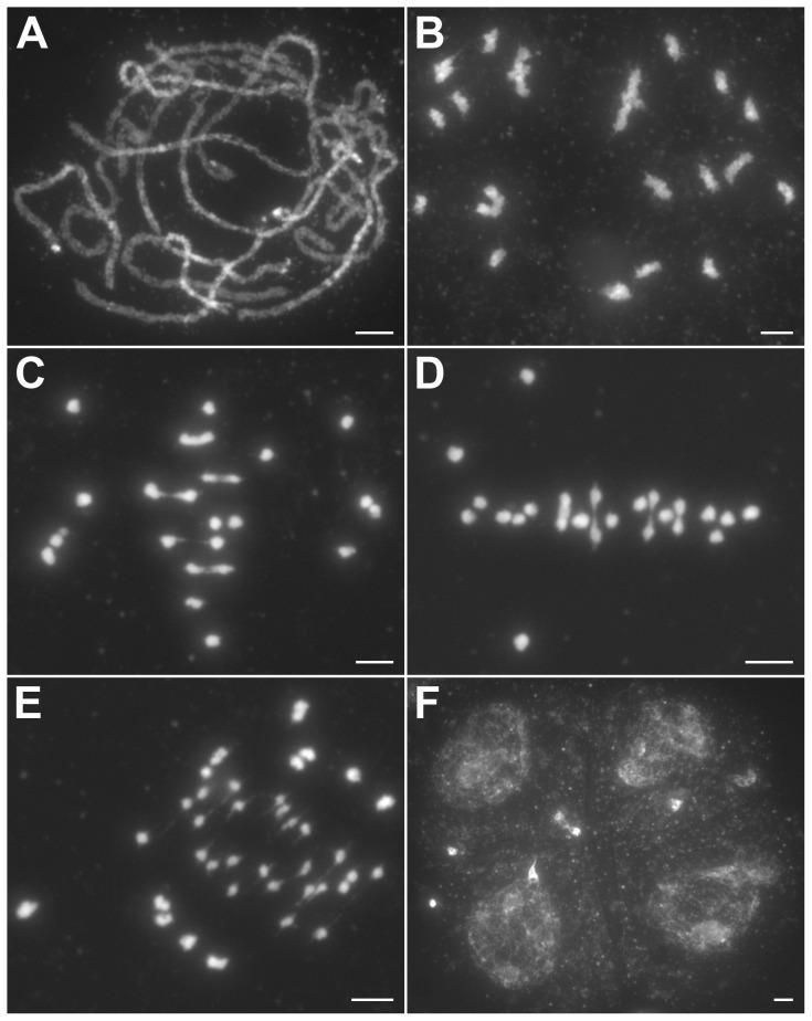 https://cdn.ncbi.nlm.nih.gov/pmc/blobs/cb81/3390396/66aa68f4a192/pgen.1002809.g002.jpg