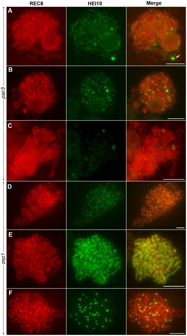 https://cdn.ncbi.nlm.nih.gov/pmc/blobs/cb81/3390396/a27de3a0c169/pgen.1002809.g009.jpg