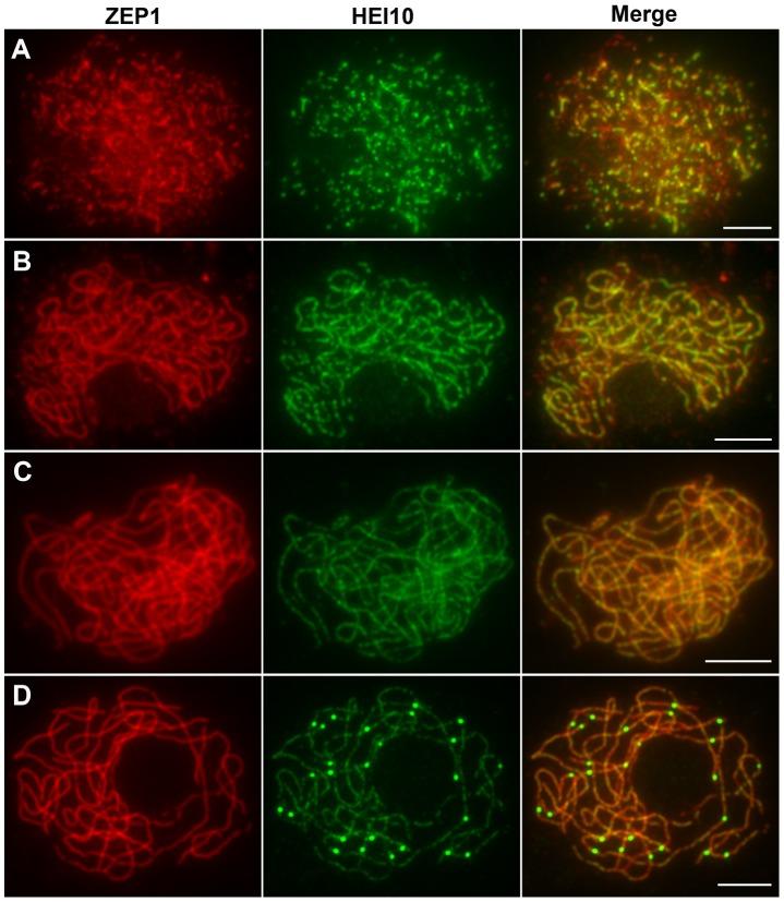 https://cdn.ncbi.nlm.nih.gov/pmc/blobs/cb81/3390396/d311ef5c59ad/pgen.1002809.g008.jpg