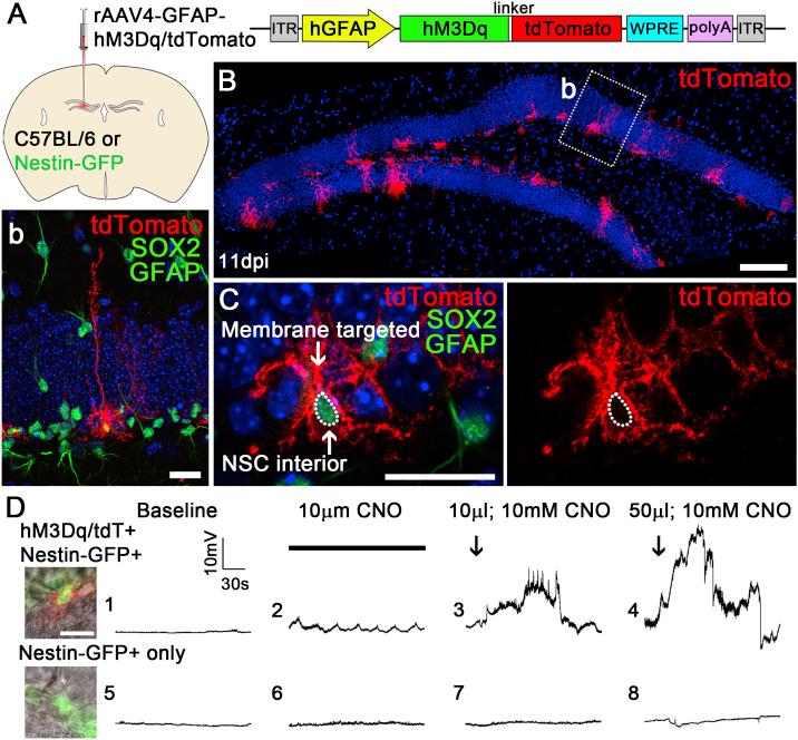 https://cdn.ncbi.nlm.nih.gov/pmc/blobs/cb84/5918266/725a839aa1cc/gr7.jpg