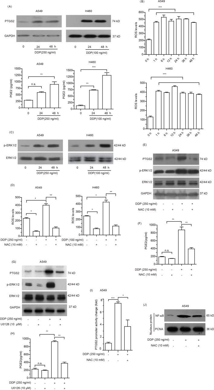 https://cdn.ncbi.nlm.nih.gov/pmc/blobs/cb87/6694719/ba78816cd179/fphar-10-00836-g004.jpg