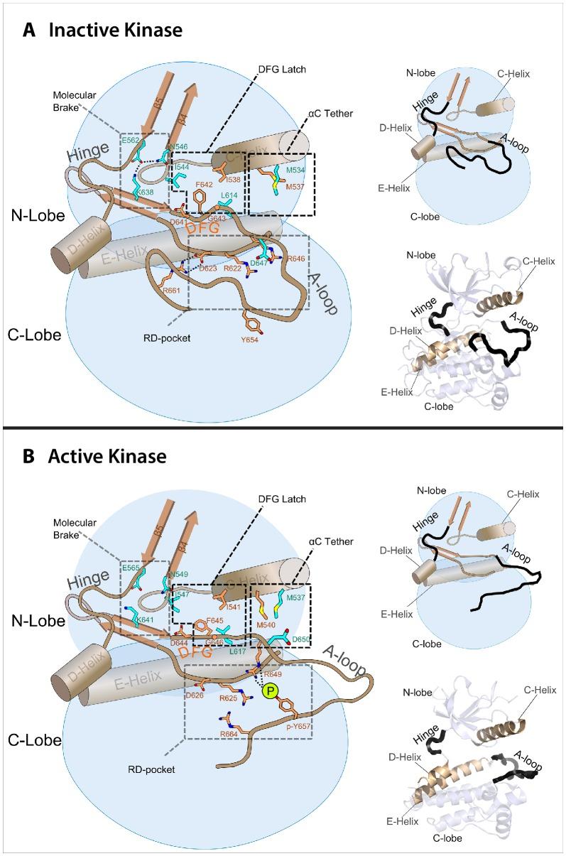 https://cdn.ncbi.nlm.nih.gov/pmc/blobs/cb88/5293489/fffd89e4dd8c/elife-21137-fig6.jpg