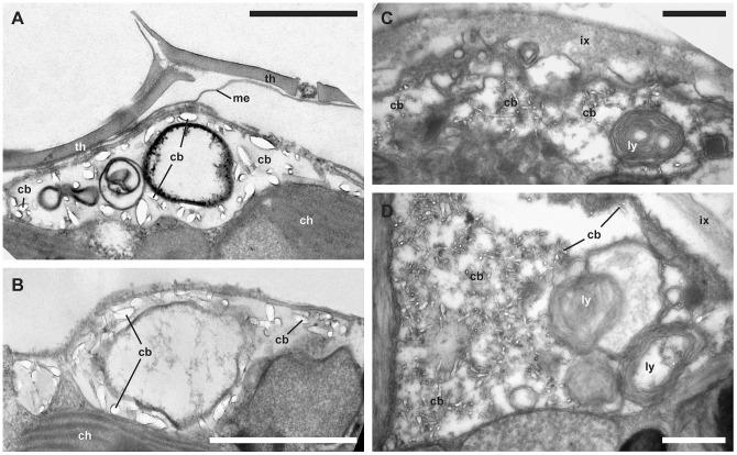 https://cdn.ncbi.nlm.nih.gov/pmc/blobs/cb90/3540067/e887c05d7e63/pone.0054038.g006.jpg