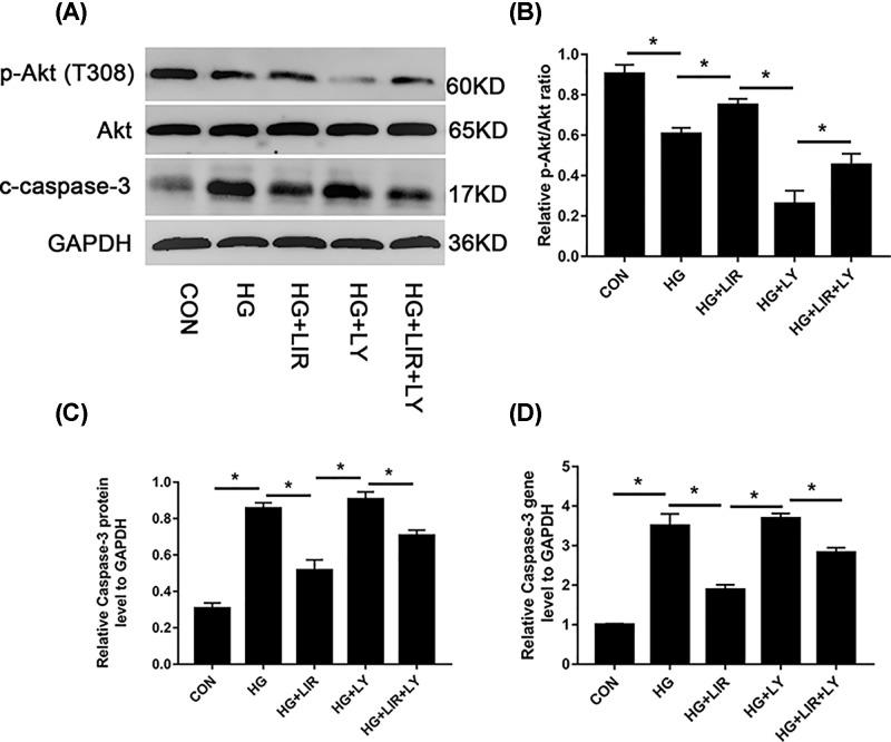 https://cdn.ncbi.nlm.nih.gov/pmc/blobs/cb91/6702359/23b041f53f29/bsr-39-bsr20190109-g5.jpg