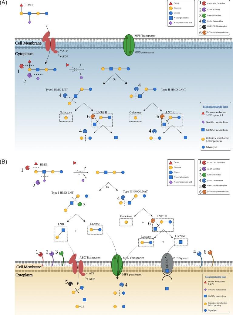 https://cdn.ncbi.nlm.nih.gov/pmc/blobs/cb92/10629584/d6bd103699a3/fuad056fig3.jpg
