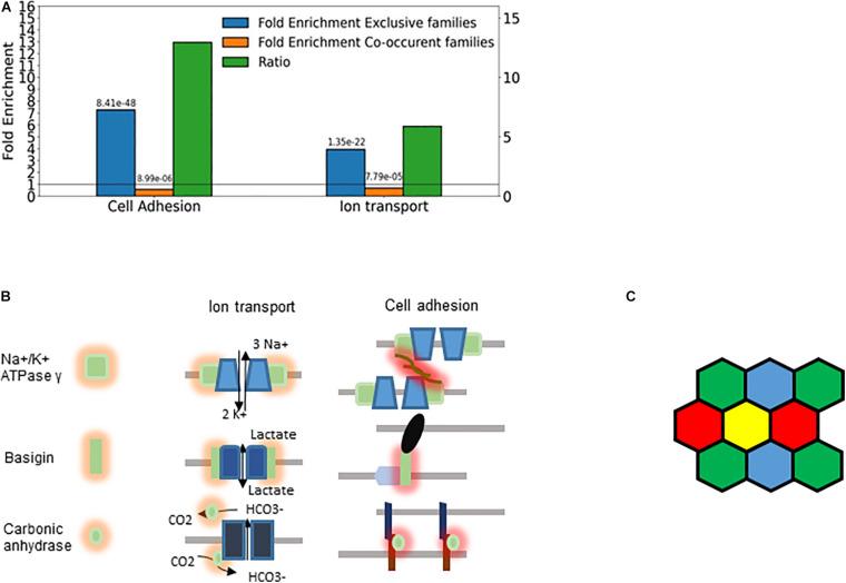 https://cdn.ncbi.nlm.nih.gov/pmc/blobs/cb92/8117012/5702dc2b585b/fcell-09-642212-g008.jpg