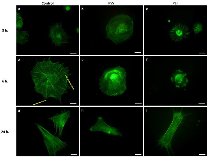 https://cdn.ncbi.nlm.nih.gov/pmc/blobs/cb94/9269326/f75860b4c2ff/polymers-14-02643-g002.jpg
