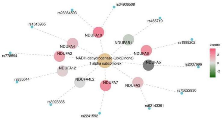 https://cdn.ncbi.nlm.nih.gov/pmc/blobs/cb95/10970146/6a17225fd38c/ijms-25-03344-g007.jpg