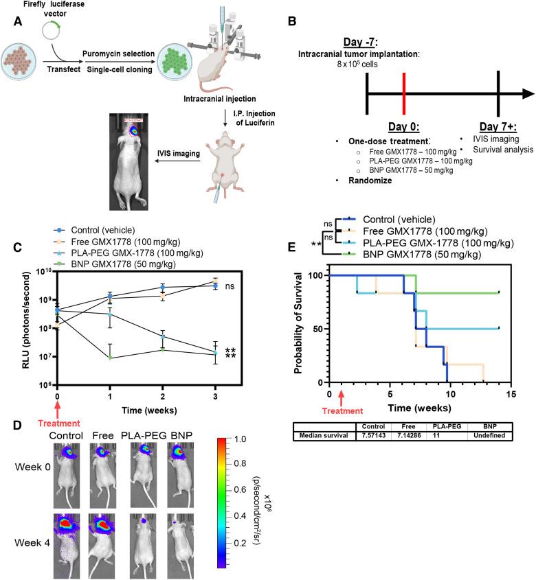 https://cdn.ncbi.nlm.nih.gov/pmc/blobs/cb96/11292319/d3fe4519a11a/mct-24-0012_f6.jpg