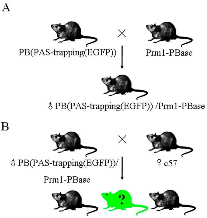 https://cdn.ncbi.nlm.nih.gov/pmc/blobs/cb97/4904408/0e0998b62b29/srep27788-f3.jpg