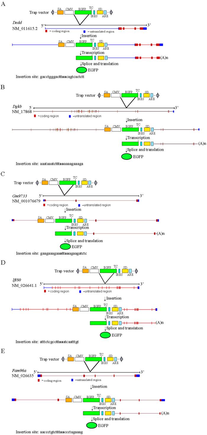 https://cdn.ncbi.nlm.nih.gov/pmc/blobs/cb97/4904408/704a4abb6cc9/srep27788-f5.jpg
