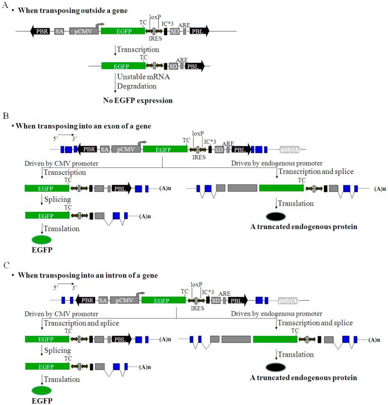 https://cdn.ncbi.nlm.nih.gov/pmc/blobs/cb97/4904408/718b491185d7/srep27788-f2.jpg