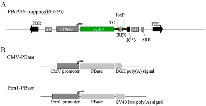 https://cdn.ncbi.nlm.nih.gov/pmc/blobs/cb97/4904408/79ca40bb2d03/srep27788-f1.jpg