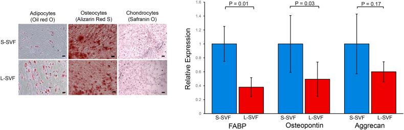 https://cdn.ncbi.nlm.nih.gov/pmc/blobs/cb9d/11952815/d8fa45247a65/gr6.jpg