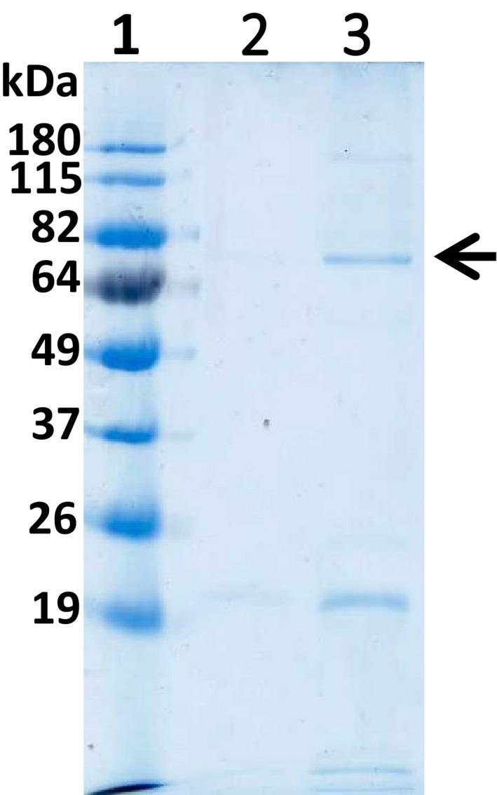 https://cdn.ncbi.nlm.nih.gov/pmc/blobs/cb9e/7137806/845bc764b591/FEB4-10-495-g001.jpg