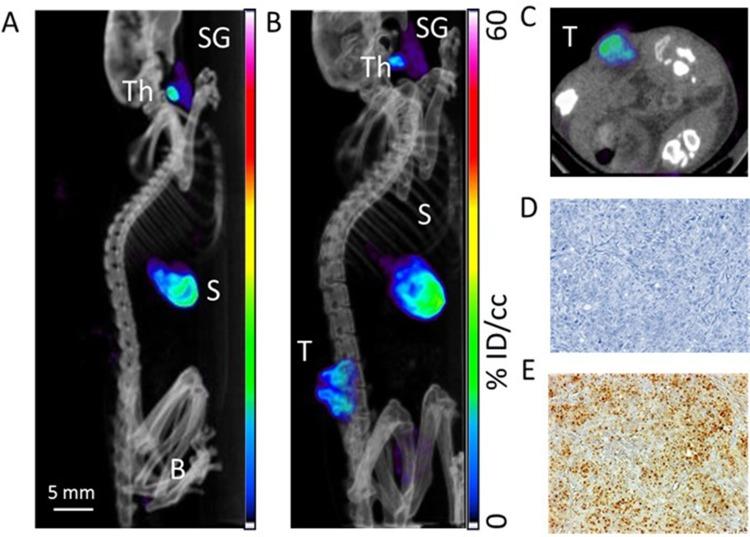 https://cdn.ncbi.nlm.nih.gov/pmc/blobs/cba0/6777639/3a906266b836/IJN-14-7933-g0005.jpg