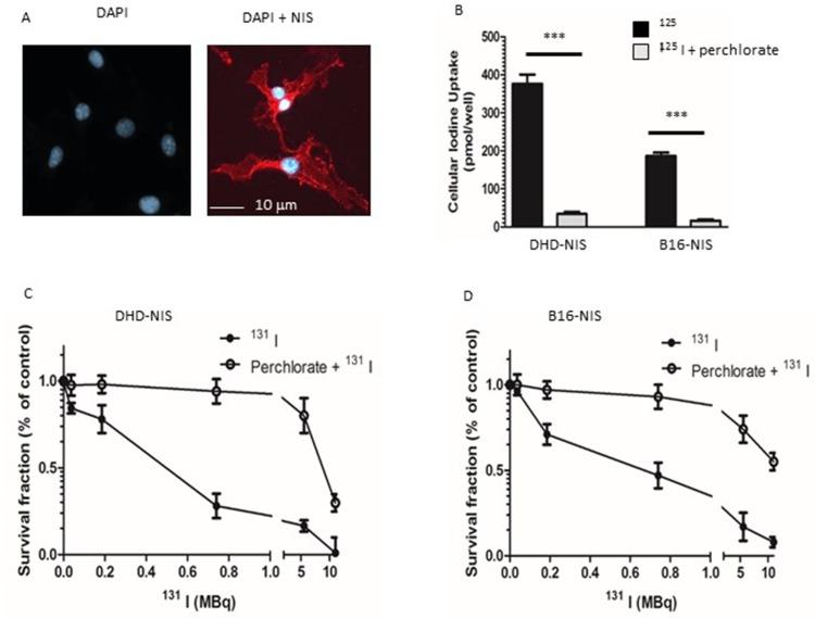 https://cdn.ncbi.nlm.nih.gov/pmc/blobs/cba0/6777639/7b3c6133f9ca/IJN-14-7933-g0002.jpg