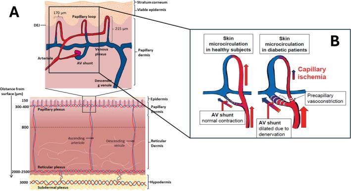 https://cdn.ncbi.nlm.nih.gov/pmc/blobs/cba2/11999732/074bff221325/IWJ-22-e70198-g003.jpg