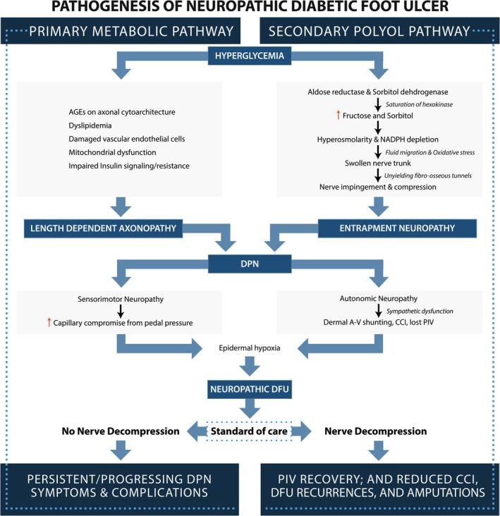 https://cdn.ncbi.nlm.nih.gov/pmc/blobs/cba2/11999732/1fa2ed95e95f/IWJ-22-e70198-g007.jpg