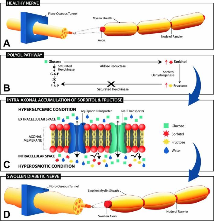 https://cdn.ncbi.nlm.nih.gov/pmc/blobs/cba2/11999732/70cd3229e92f/IWJ-22-e70198-g004.jpg