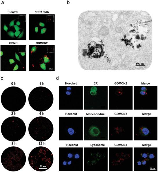 https://cdn.ncbi.nlm.nih.gov/pmc/blobs/cba3/10602529/3e42712829d2/ADVS-10-2303872-g005.jpg