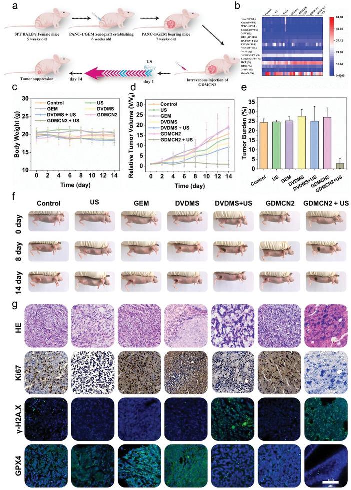 https://cdn.ncbi.nlm.nih.gov/pmc/blobs/cba3/10602529/4b4020aef5d9/ADVS-10-2303872-g003.jpg