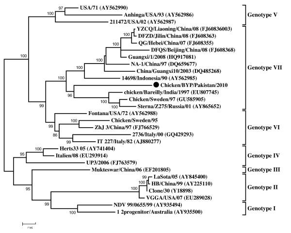 https://cdn.ncbi.nlm.nih.gov/pmc/blobs/cba3/3295720/65fab3280f14/1743-422X-9-46-3.jpg