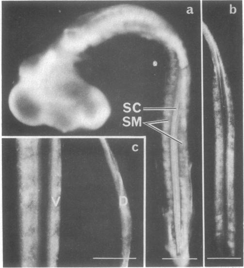 https://cdn.ncbi.nlm.nih.gov/pmc/blobs/cba4/383863/17ab0b633321/pnas00007-0504-a.jpg