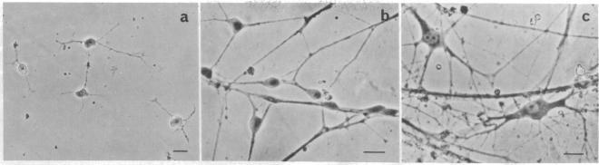 https://cdn.ncbi.nlm.nih.gov/pmc/blobs/cba4/383863/5fdd983fa364/pnas00007-0505-a.jpg