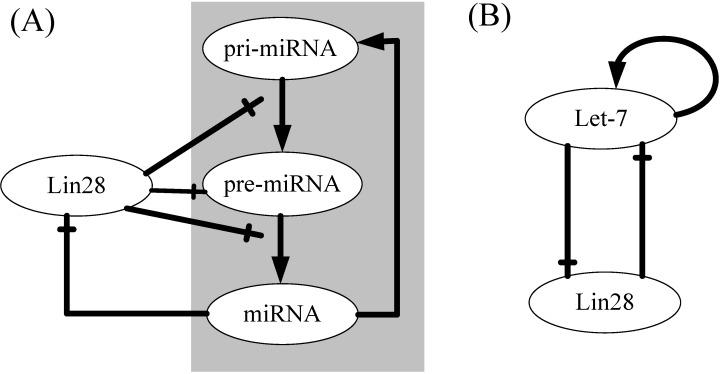 https://cdn.ncbi.nlm.nih.gov/pmc/blobs/cba4/4227264/006c8d4171d7/ijms-15-19119-g001.jpg