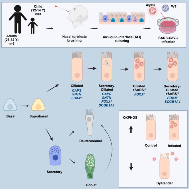 https://cdn.ncbi.nlm.nih.gov/pmc/blobs/cba5/11166695/c2d2b364d13e/fx1.jpg