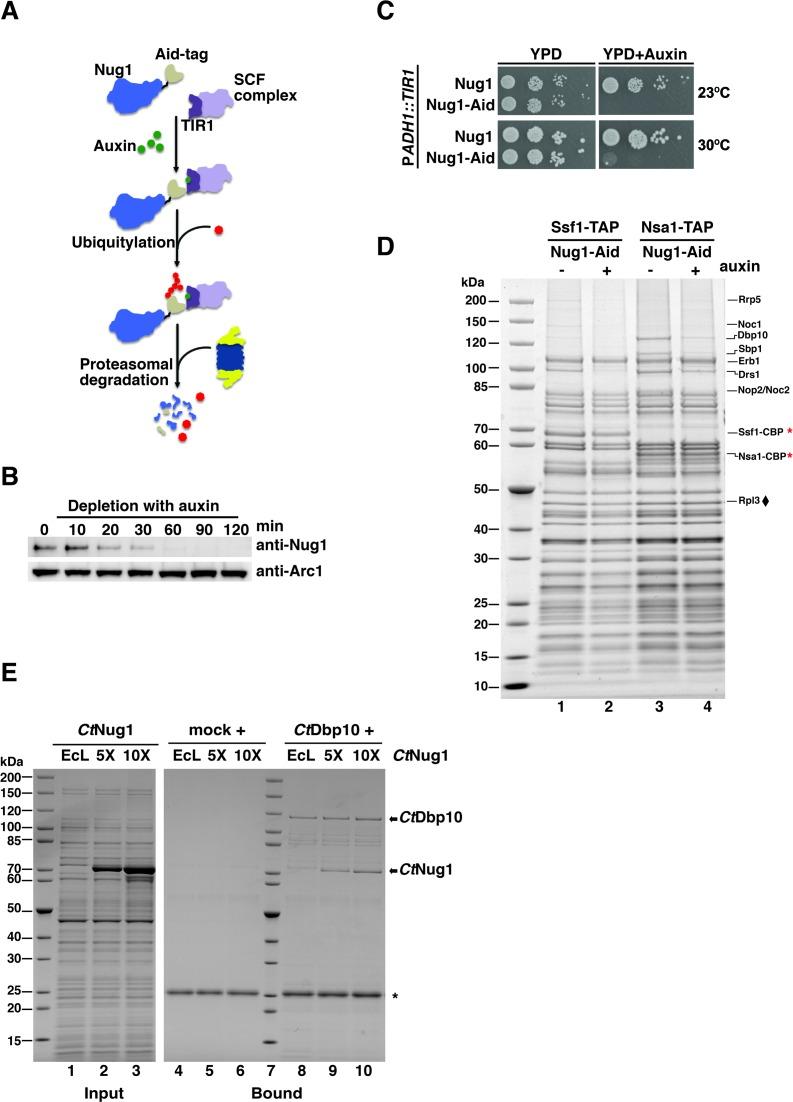 https://cdn.ncbi.nlm.nih.gov/pmc/blobs/cba9/4770245/447e04b629d5/gkw045fig5.jpg