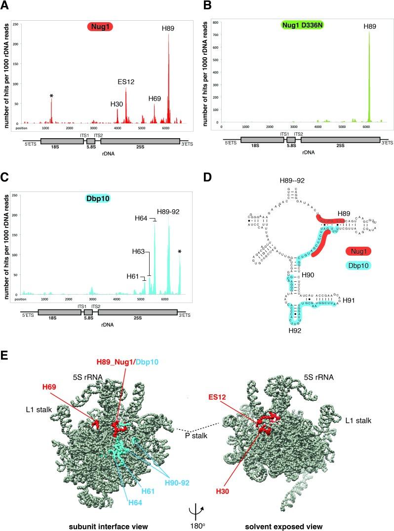 https://cdn.ncbi.nlm.nih.gov/pmc/blobs/cba9/4770245/b379e6c75031/gkw045fig6.jpg
