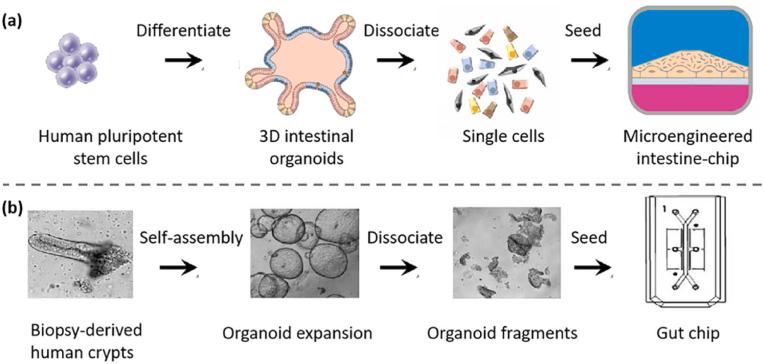 https://cdn.ncbi.nlm.nih.gov/pmc/blobs/cbab/11107260/37eb2f48d2c1/gr3.jpg